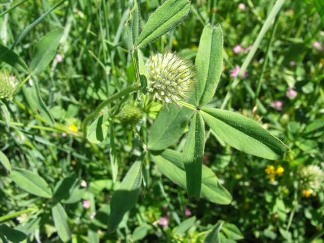 Trifolium squarrosum